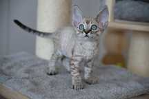 Kocurek Devon Rex