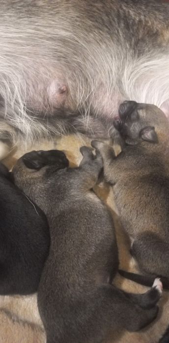 Zostały dwa pieski do oddania