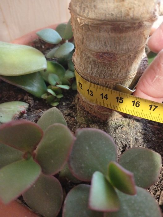 Денежное дерево.