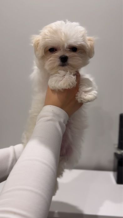 Maltanka z rodowodem - mama medalistka, tata champion Polski