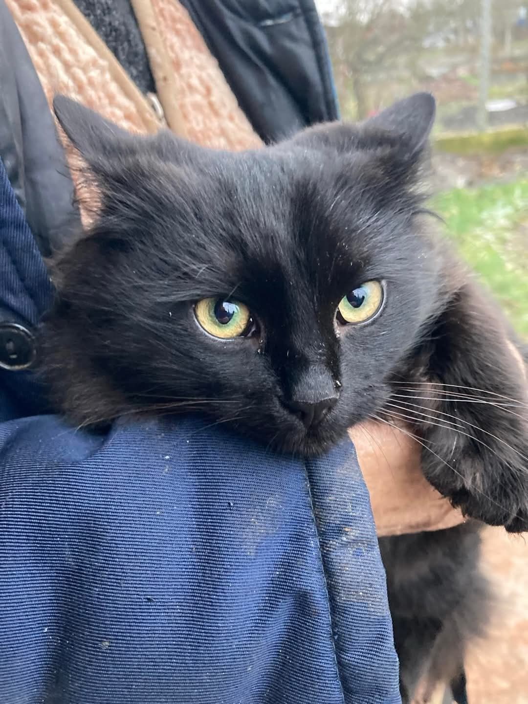 Шукають дім котики 6 міс