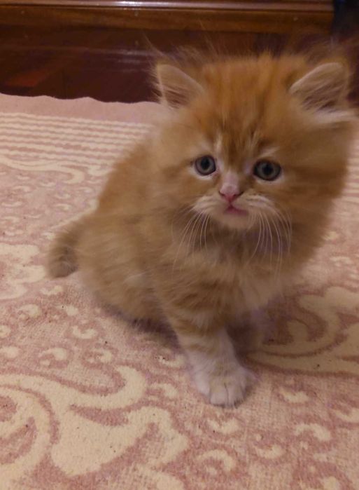 Gatinho macho muito meigo