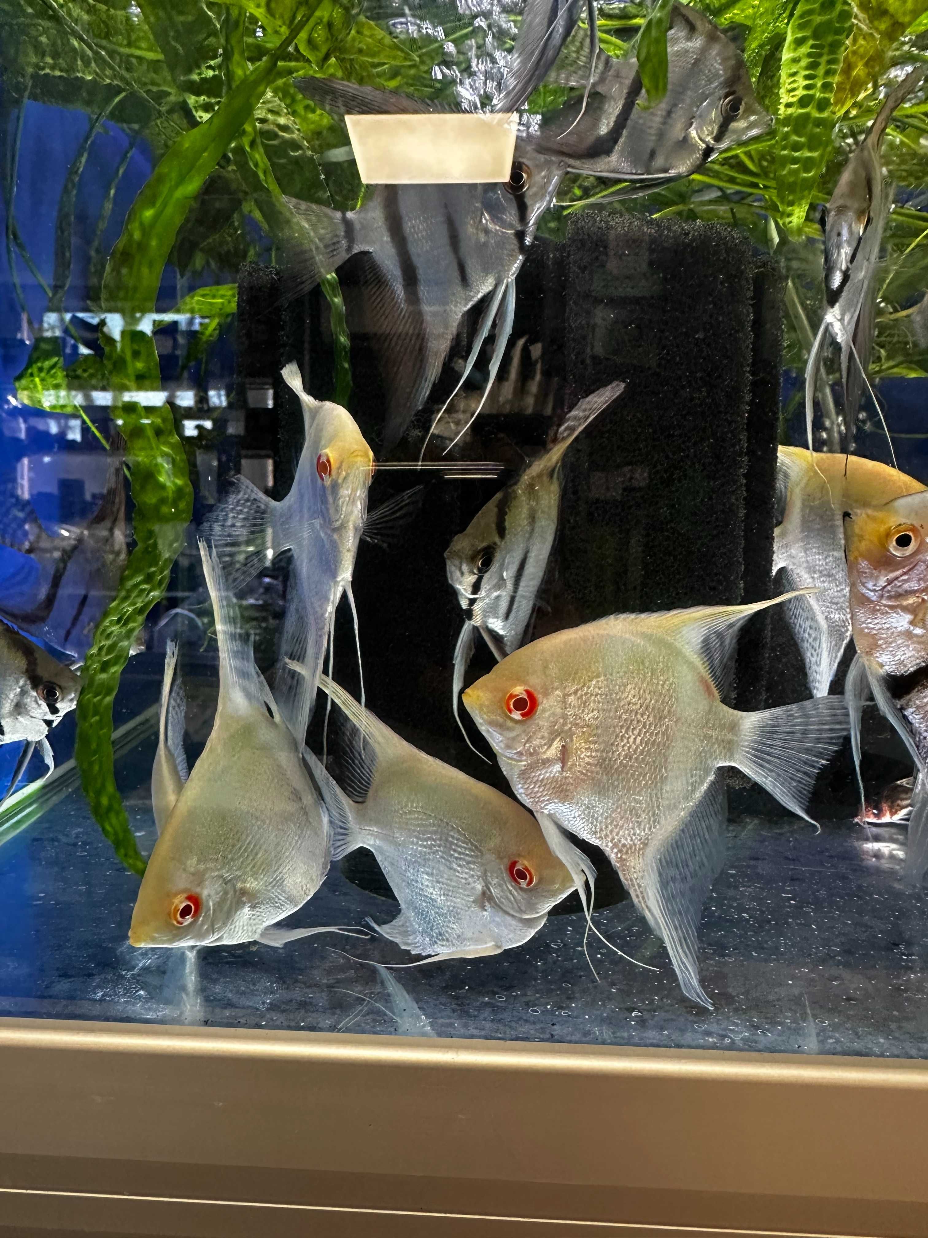 Skalar Manacapuru albino