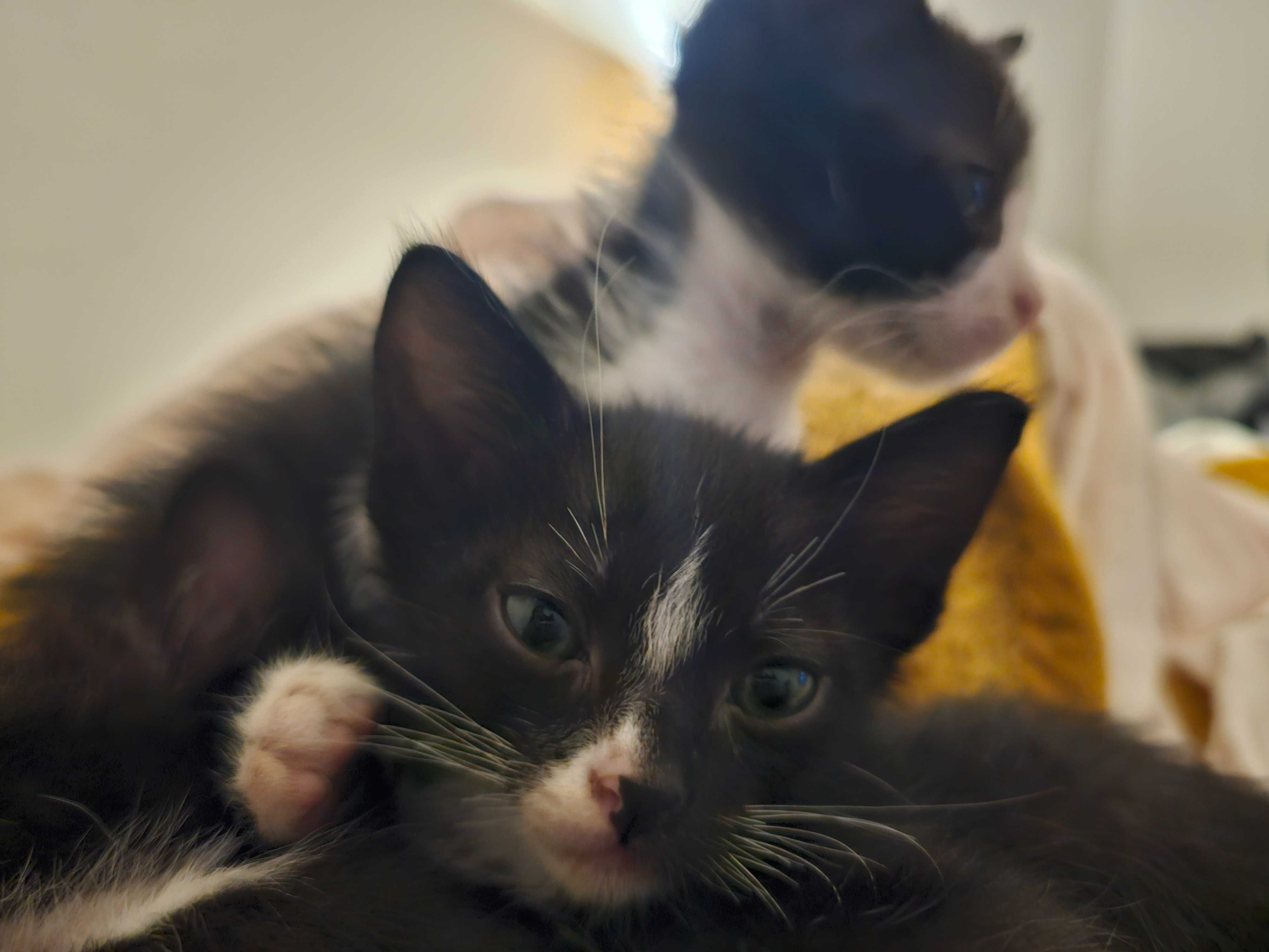 Gatinhos para adopção responsável