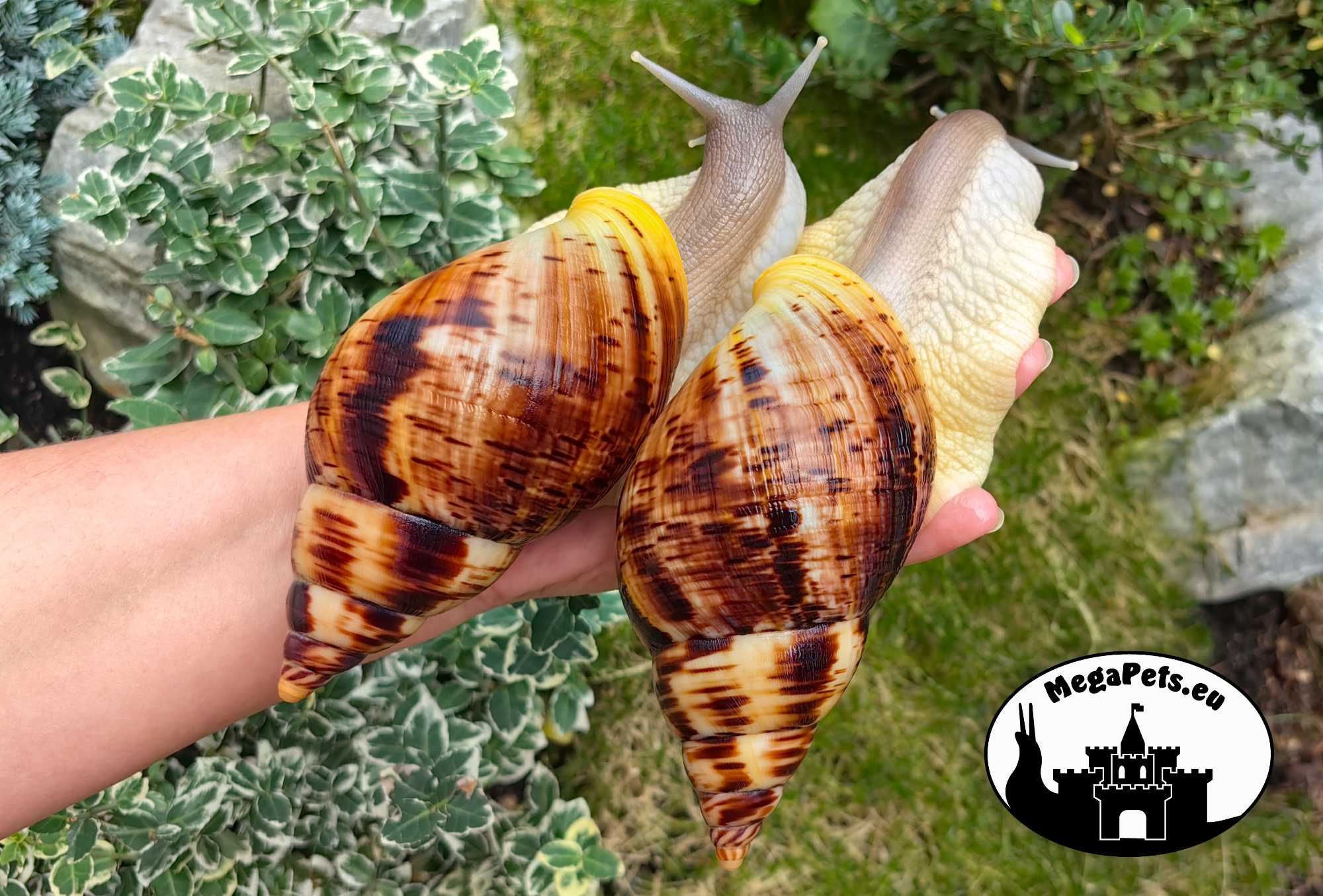Ślimaki afrykańskie Lissachatina reticulata Achatina Archachatina