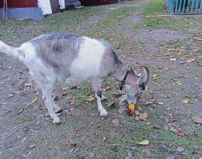 Продаю мирну козу