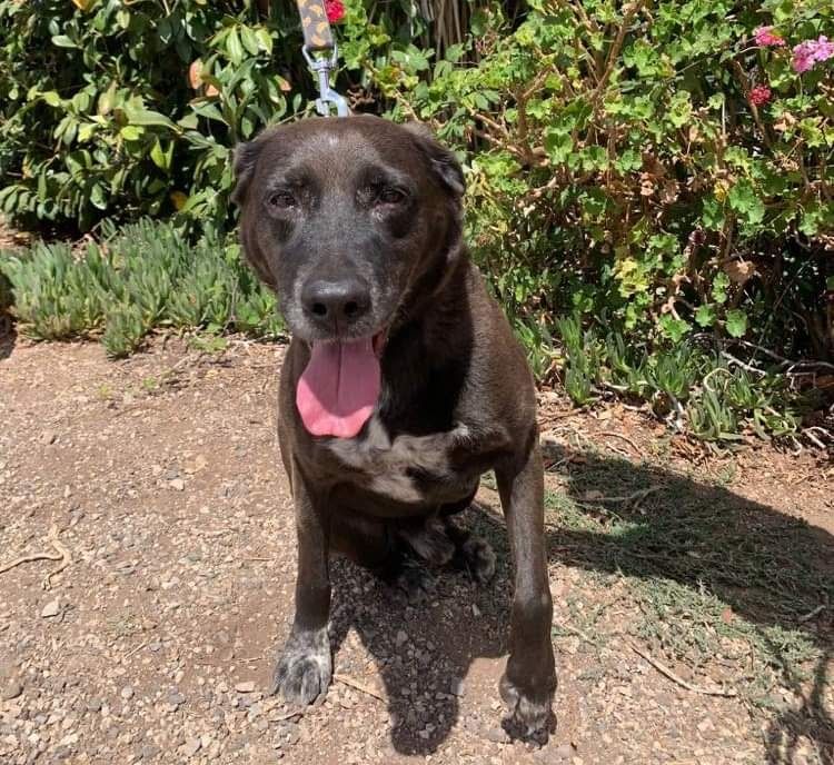 Lucky - cão médio para adoção