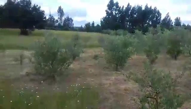 Terreno 10491m2 Agrícola Com árvores de fruto  e Poço e charca