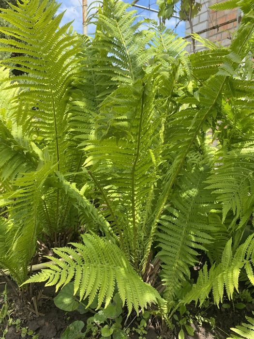 Папоротник, вулична рослина