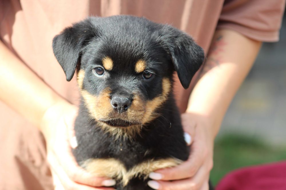 Вже готові їхати в нові родини