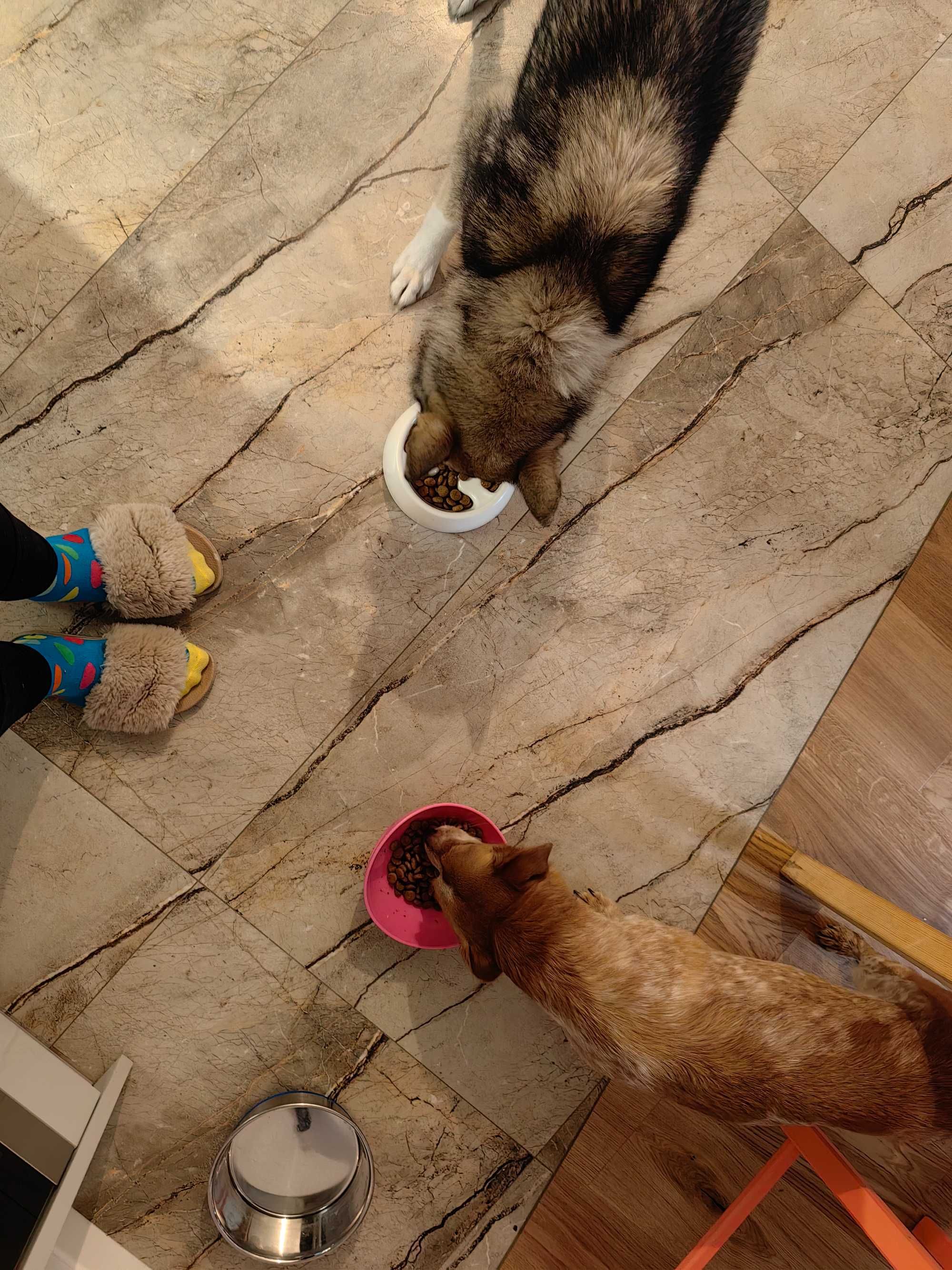 Petsitter opieka nad zwierzetami Lublin