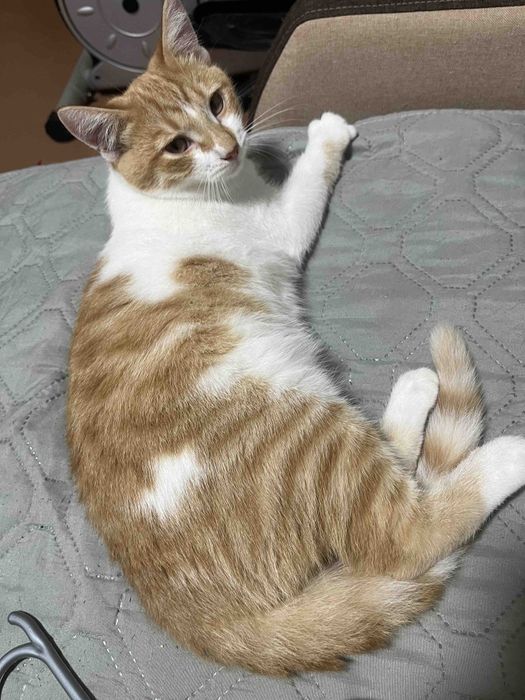 В хорошие руки котик