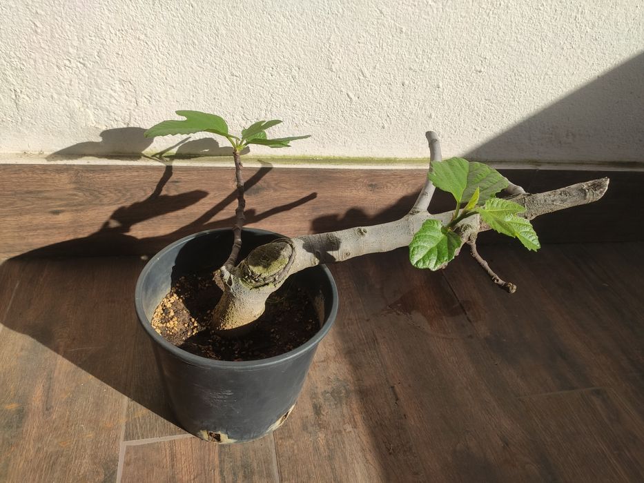 Pré Bonsai Figueira