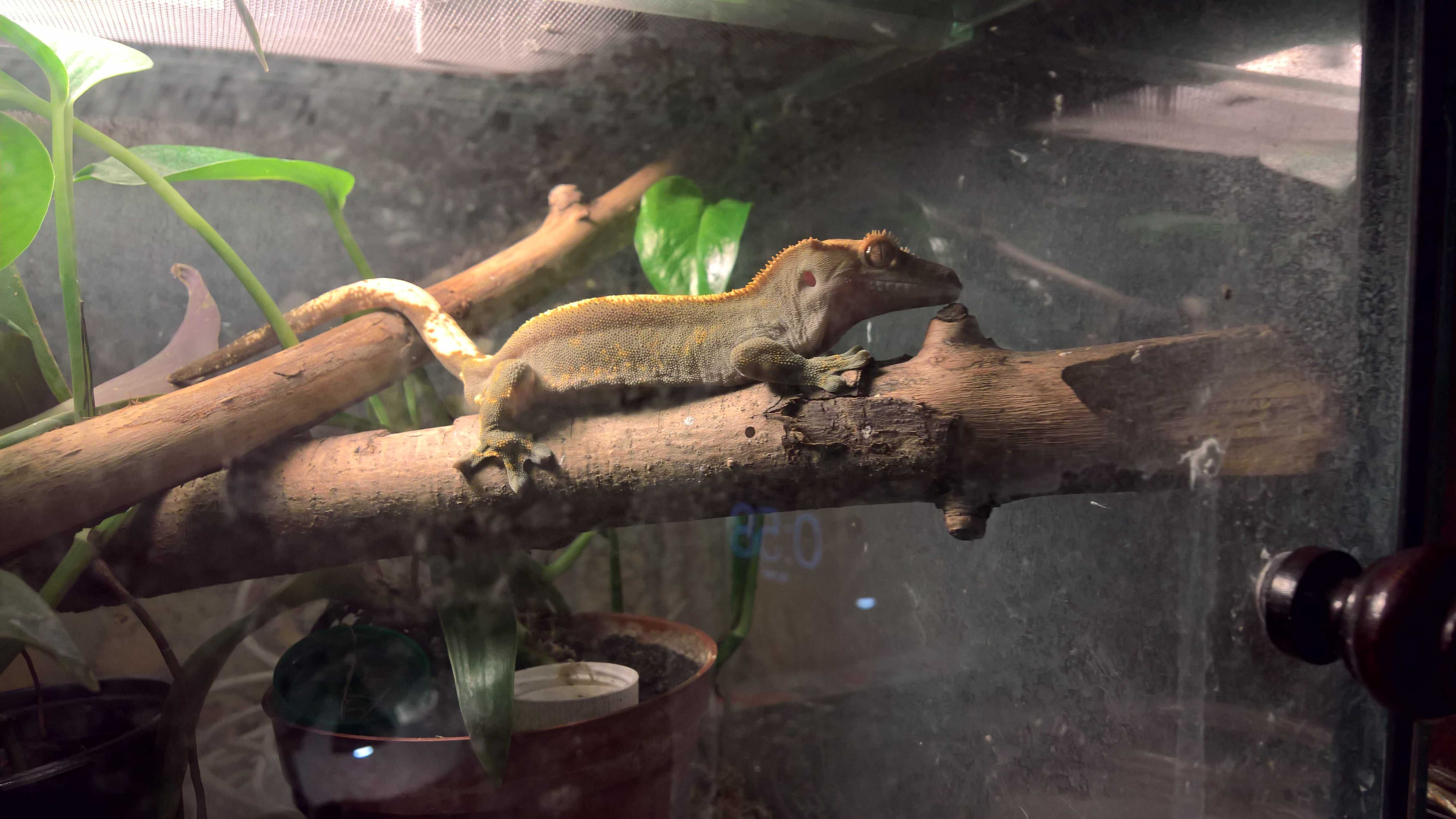 Реснитчатый геккон бананоед. Милый, мишкоподобный) 1.5 года,