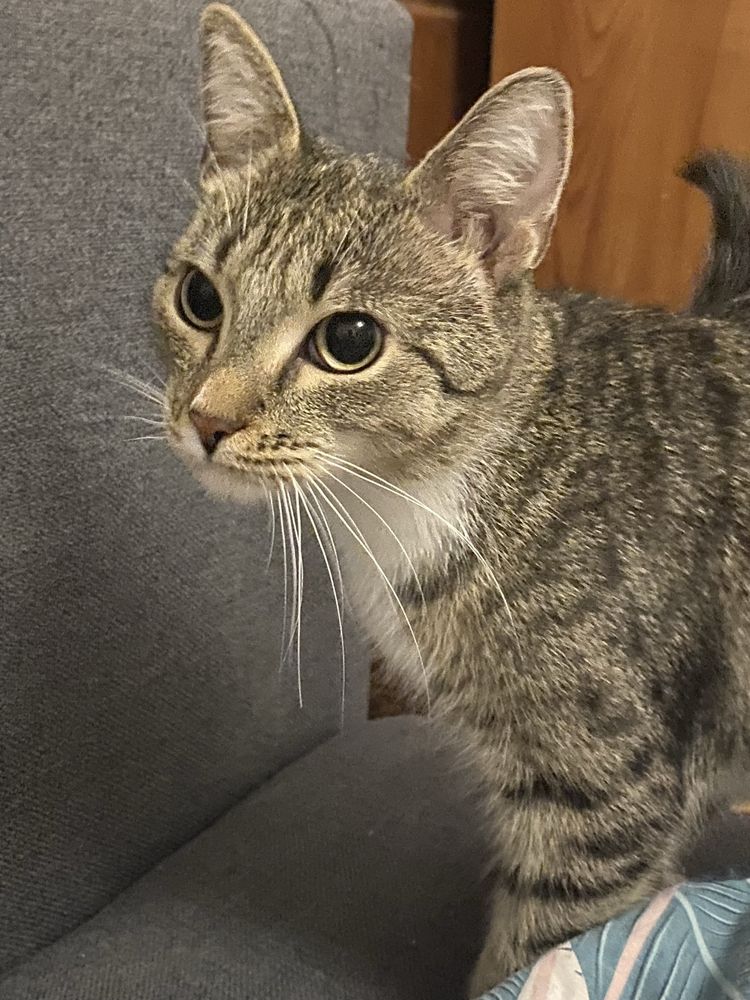 Kotki do adopcji