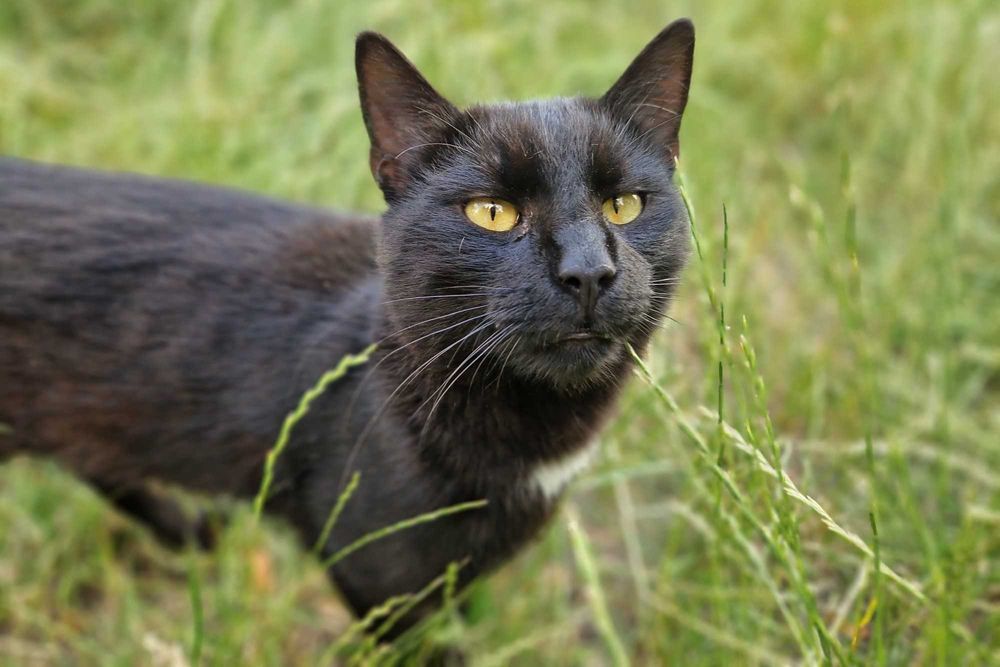 Calineczka i Lepik. Parka kotów do domu wychodzącego