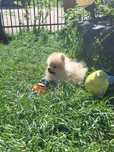 Piesek Szpic Miniaturowy Pomeranian