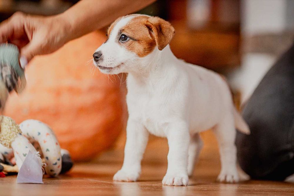 Jack Russell Terrier ZKwP - gotowy do odbioru