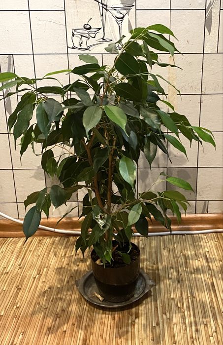 Фікус Бенджаміна, кімнатна рослина