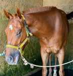 Cavalo puro sangue lazão