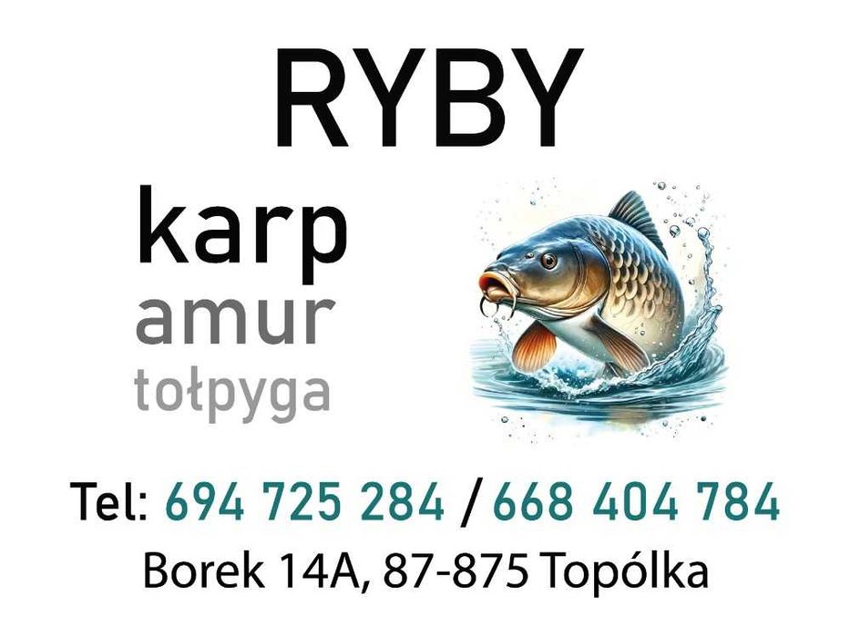 Ryby -Karp amur tołpyga