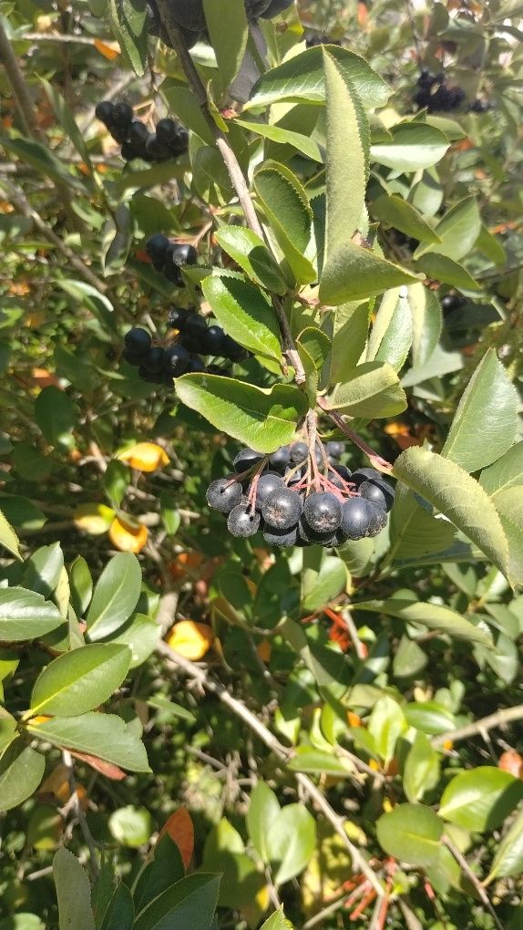 Aronia do sprzedania