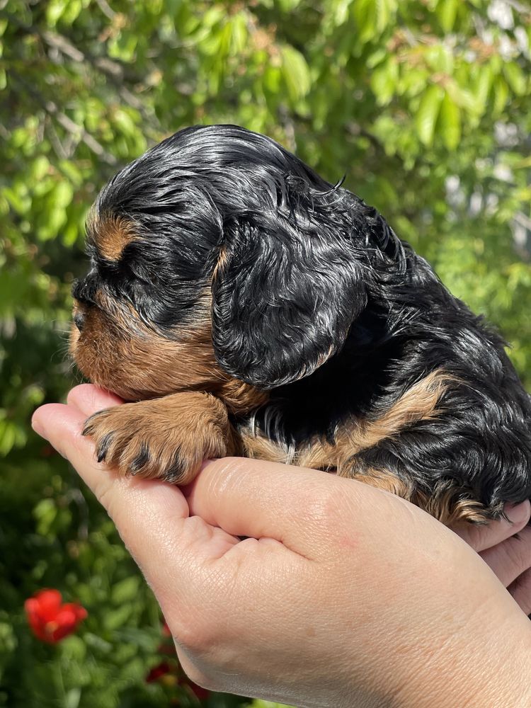 Cavalier king charles spaniel