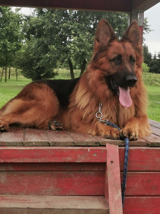 Owczarek Niemiecki Suczka