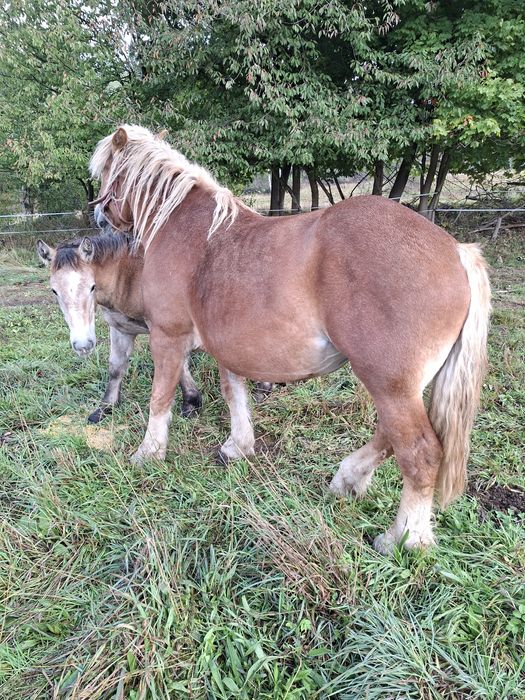 Sprzedam klacz zimnokrwistom