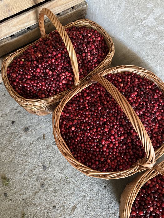 Żurawina leśna bagienna wysyłka