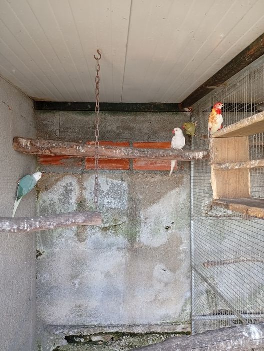 Ring neck fêmeas 2025