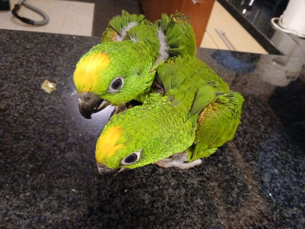 Machos de Amazonas ocrocepalos