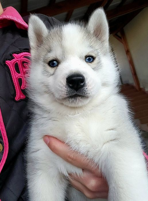 ICE MOON piesek po championach zkwp fci siberian husky