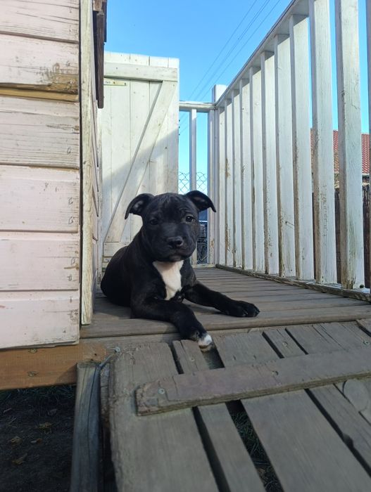 Staffordshire Bull Terrier staffik szczeniak szczenię pies ZKwP FCI