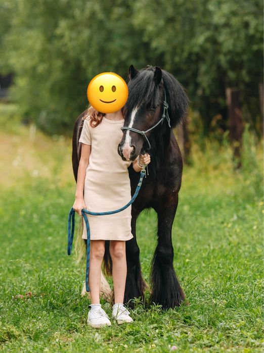 Na sprzedaż - 4-letni wałach rasy Tinker