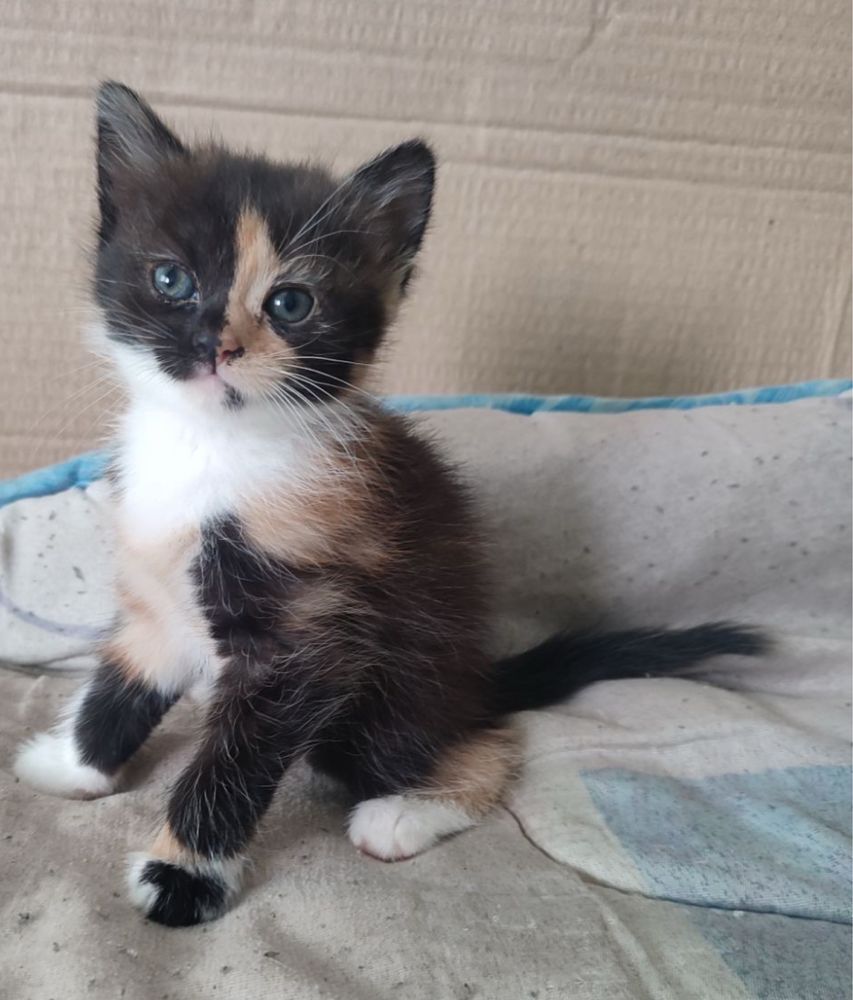 Котенята в добрі руки