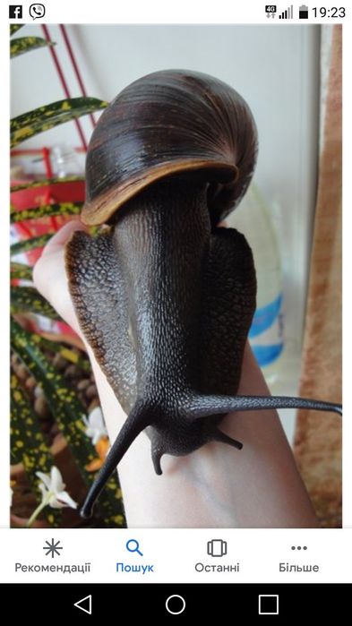 Равлики. Улитки Ахатини різного окрасу  Відправляємо по всій Україні