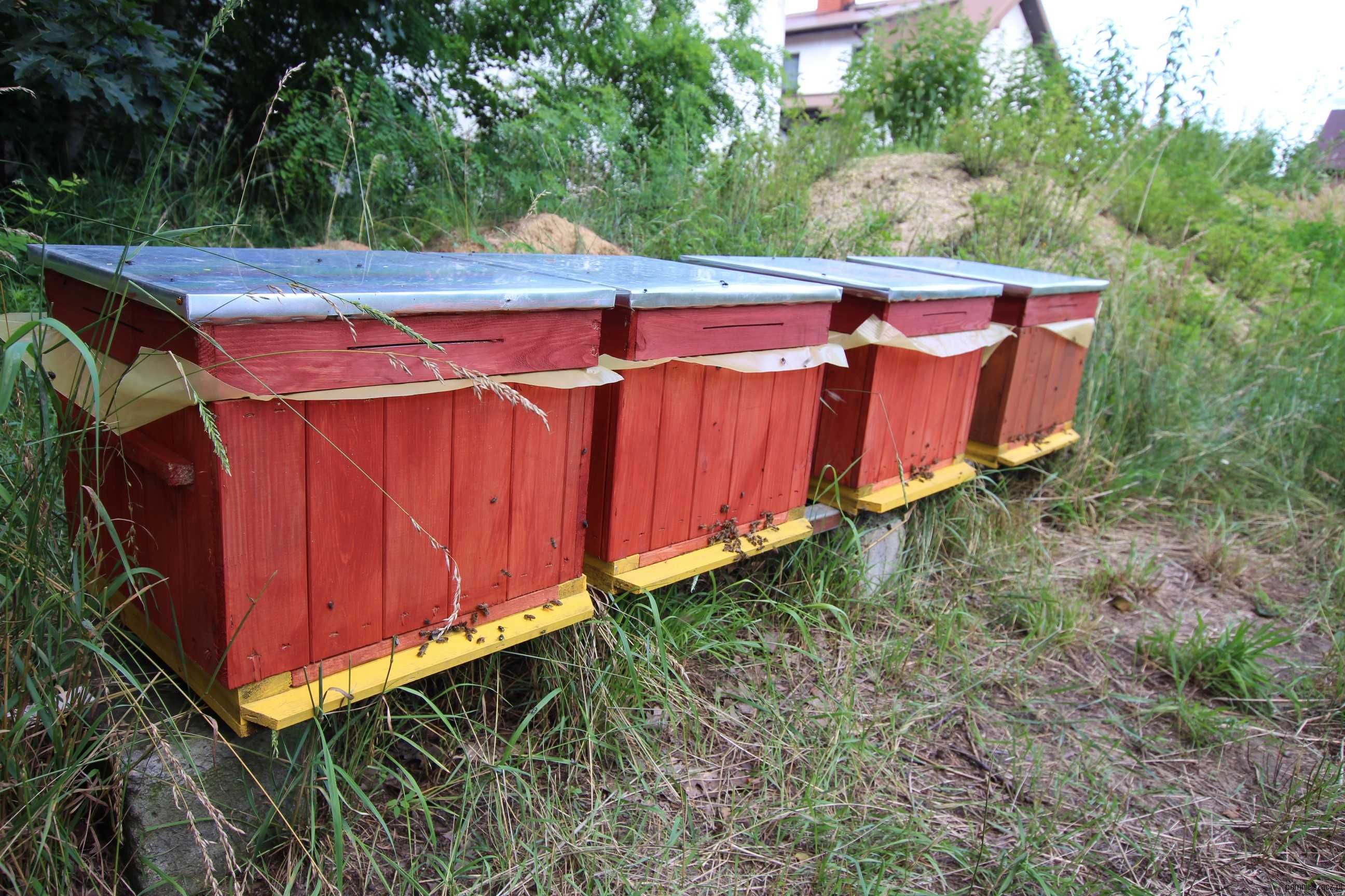 ul ule wielkopolski miód pasieka odklady pszczoły