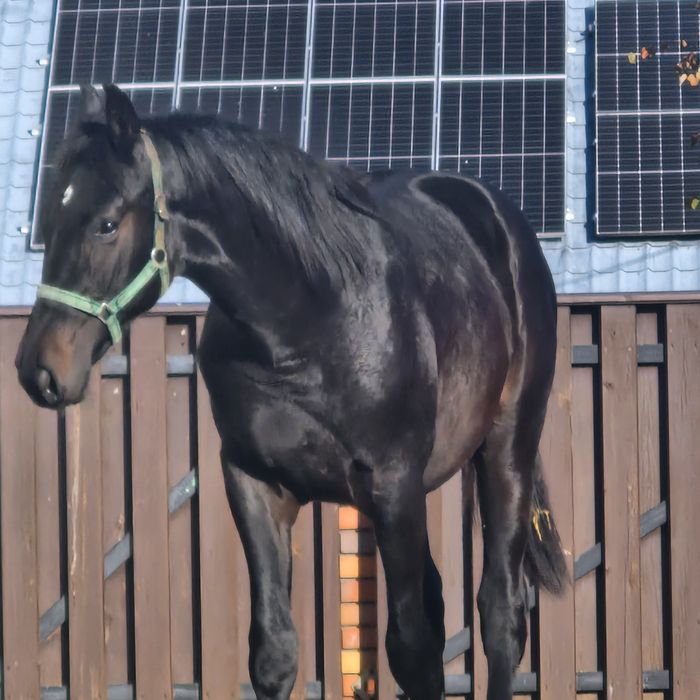 Ogierek wielkopolski