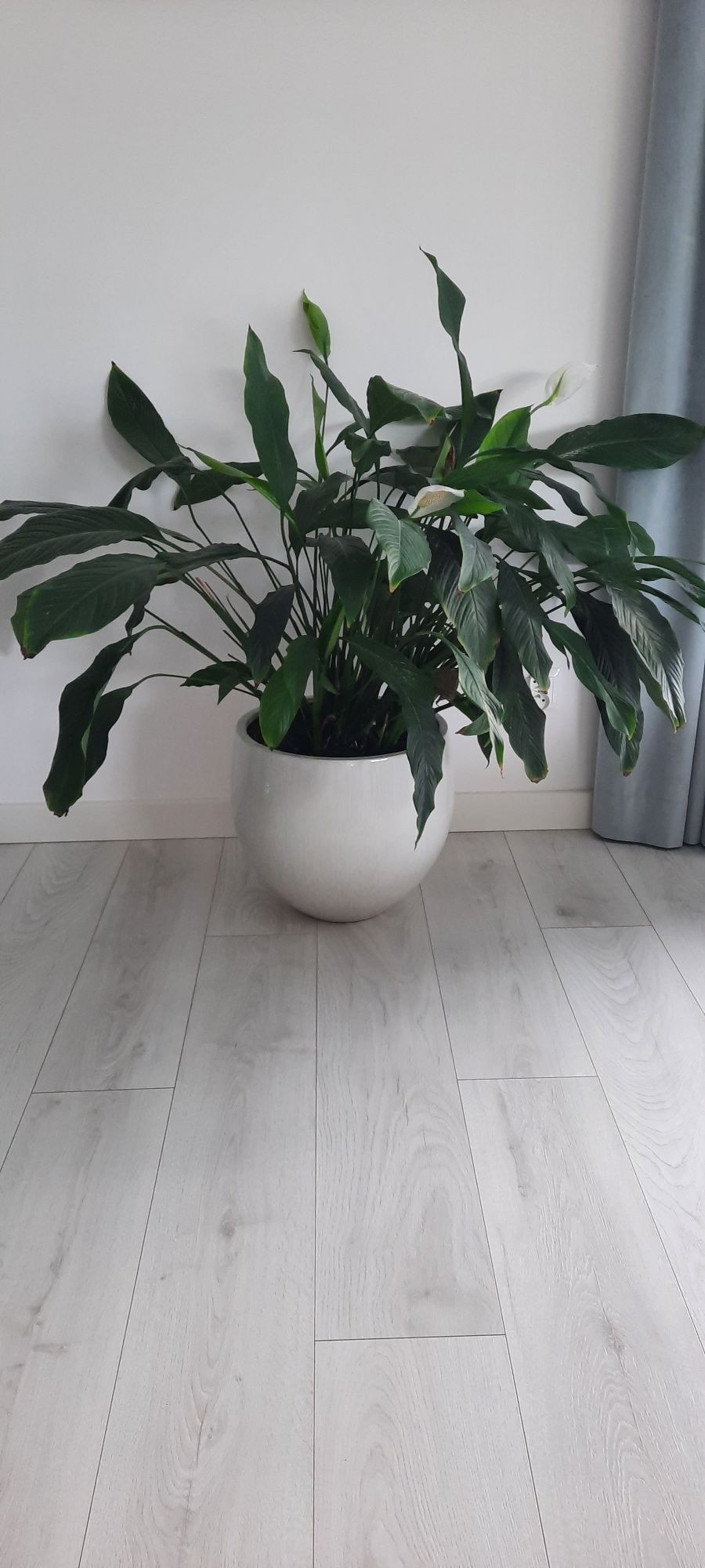 Skrzydłokwiat wys. 65 cm. Bez doniczki