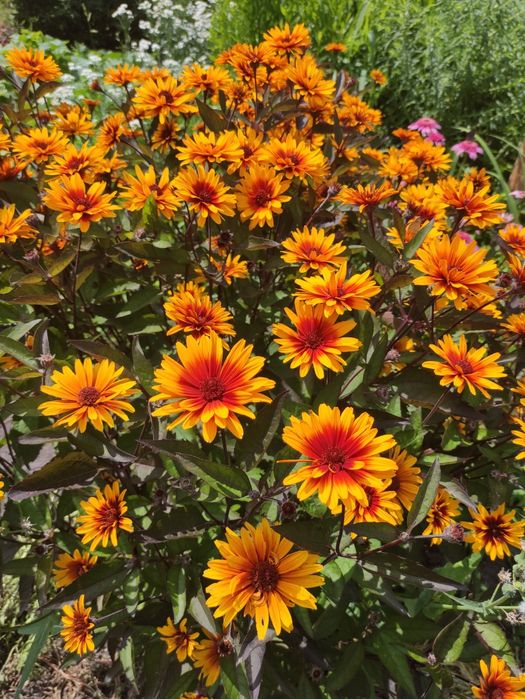 Вероника простертая многолетняя, грунтопокривна вероніка багаторічна