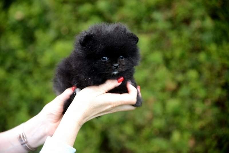 Pomeranian chłopak czarno-czekoladowy