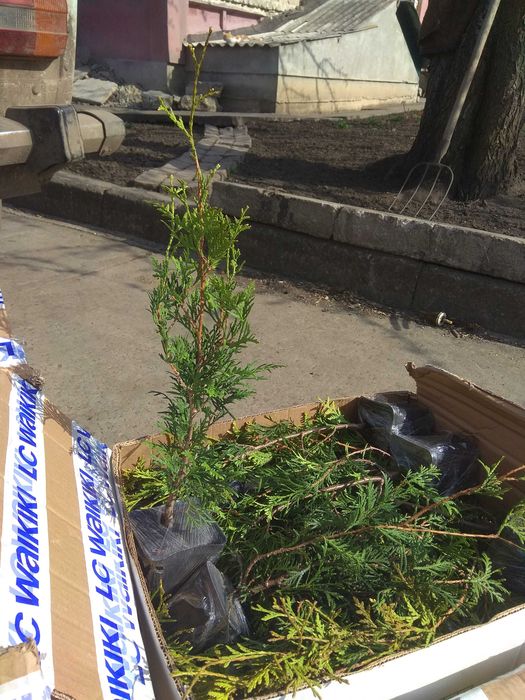 Туї, ялинки хвойні рослини