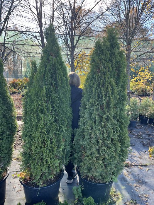 Розпродаж туї смарагд. Київ