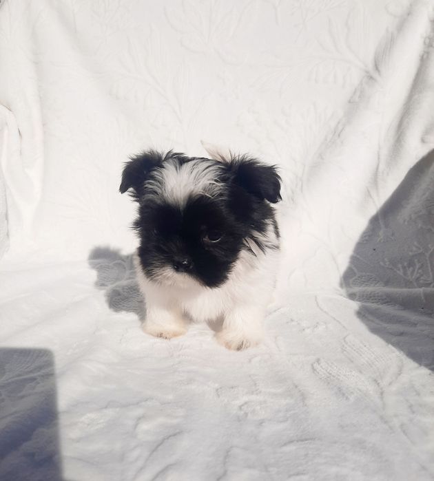 Shih tzu piesek czarno-biały