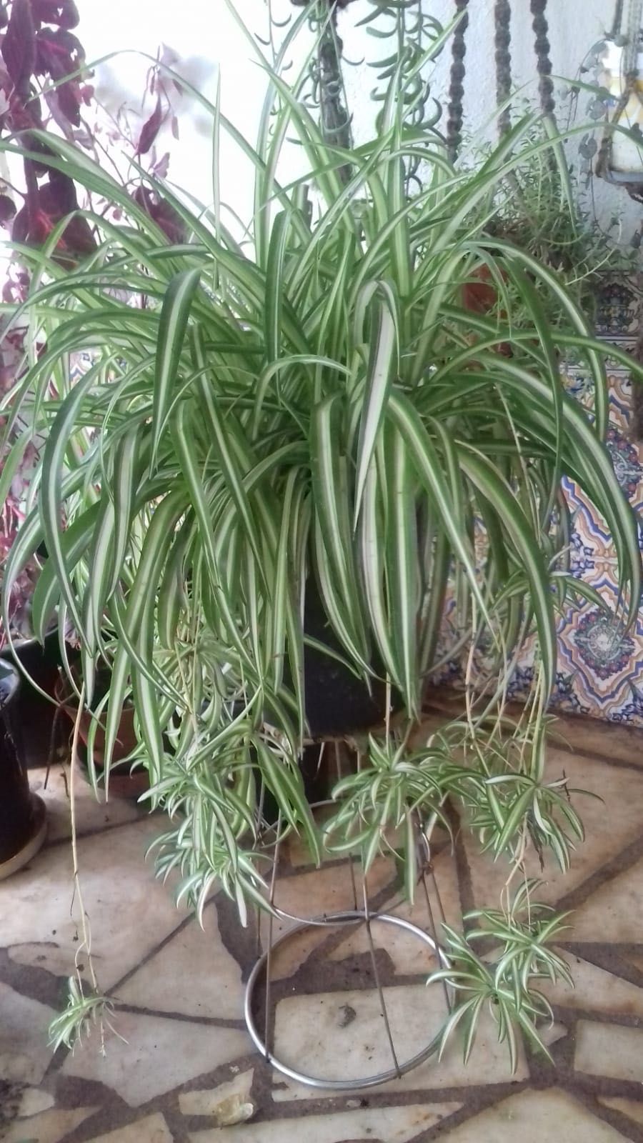 Plantas variadas em vaso