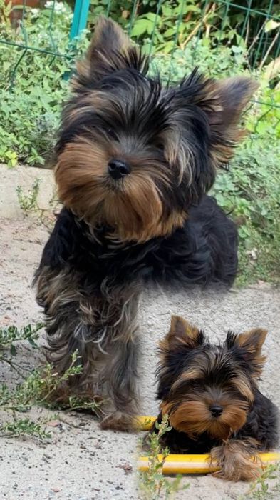 Маленький джентльмен середнього стандартного розміру йорк