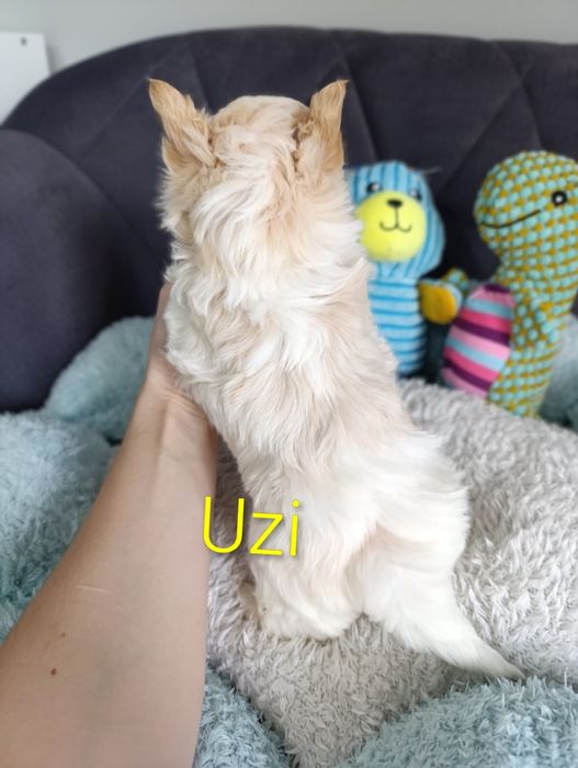 Prześliczny chłopczyk Golddust Yorkshire terrier