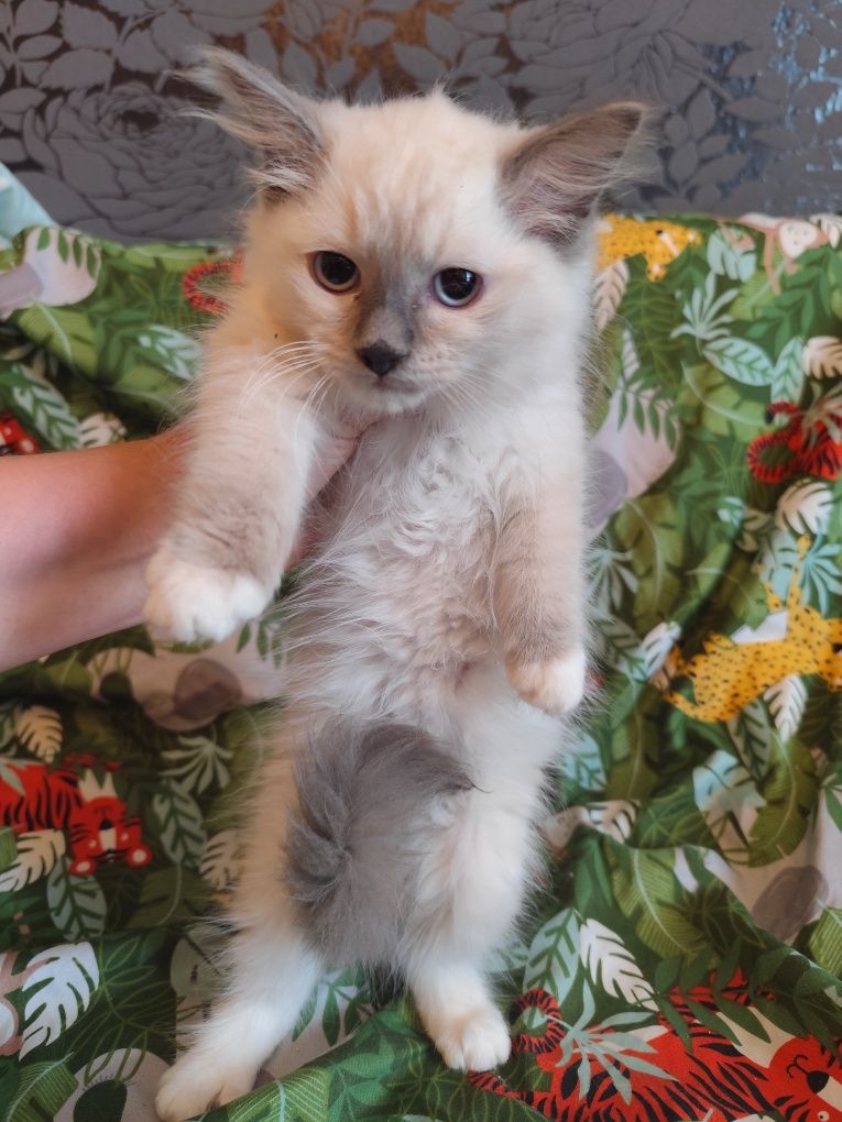 Ragdoll kotka blue mitted