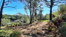 Terreno Rústico - Lagoa - Santo Isidoro